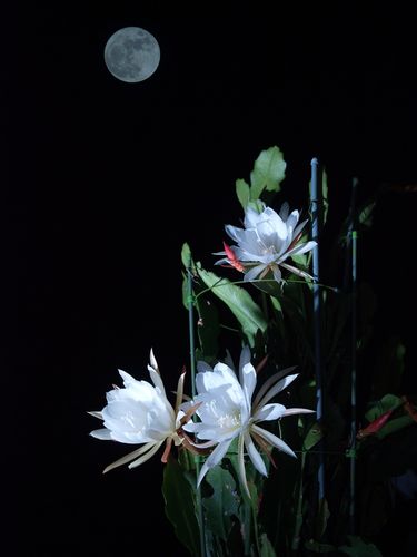 月光花朵